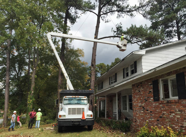 Professional Tree Services in Sulphur Springs, TX